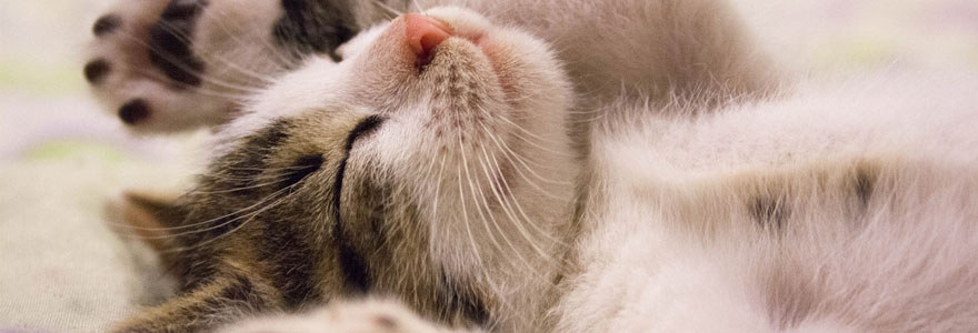 Photo d'un chaton qui dort pour illustrer l'importance du sommeil